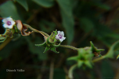 Ipomoea eriocarpa